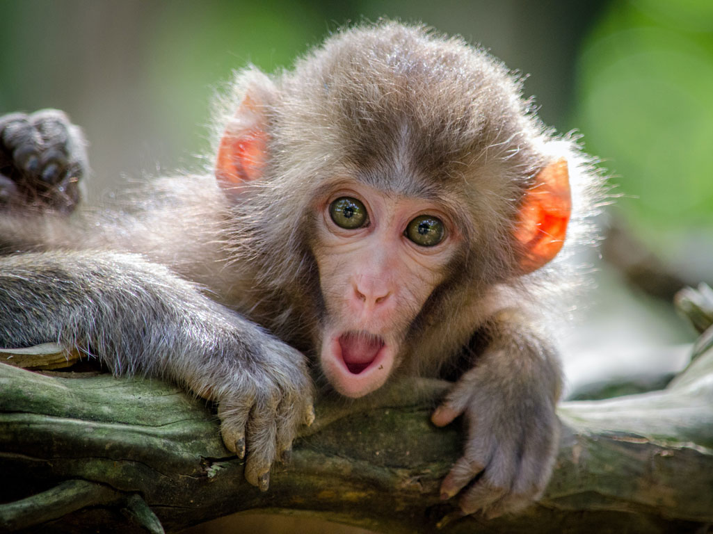 Monkey with surprised face