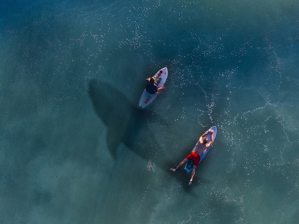 Shark swimming below surfers