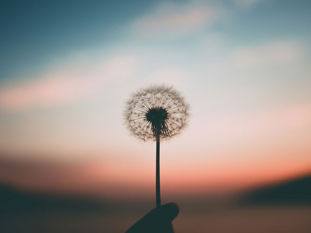 Person holding a dandelion at sunset